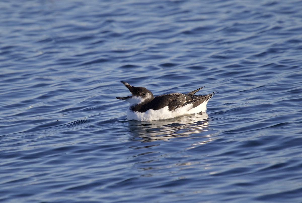 Razorbill - ML613449659