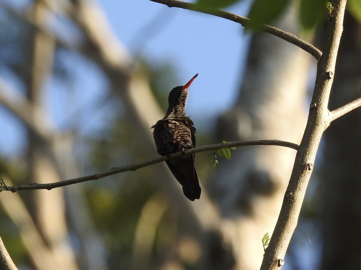 kolibřík yukatanský - ML613449665