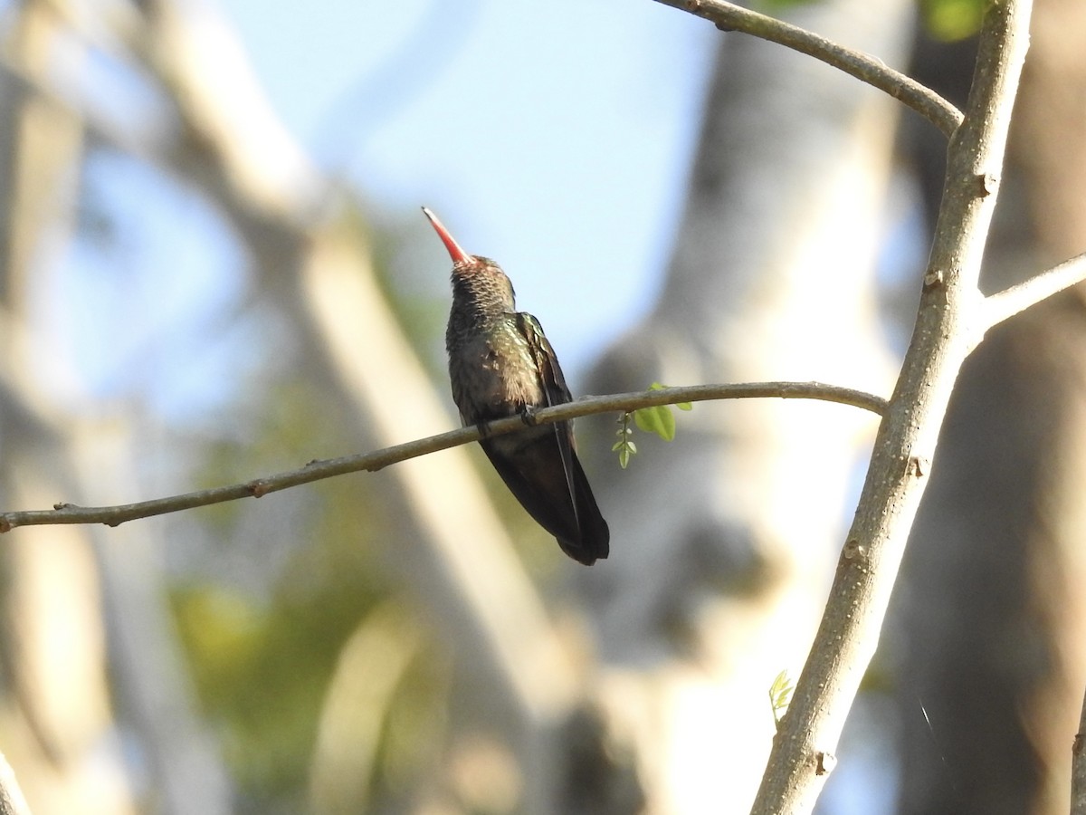 kolibřík yukatanský - ML613449668