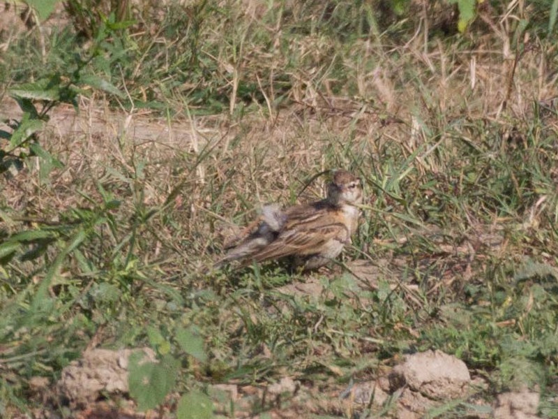 Mongolian Short-toed Lark - ML613449672