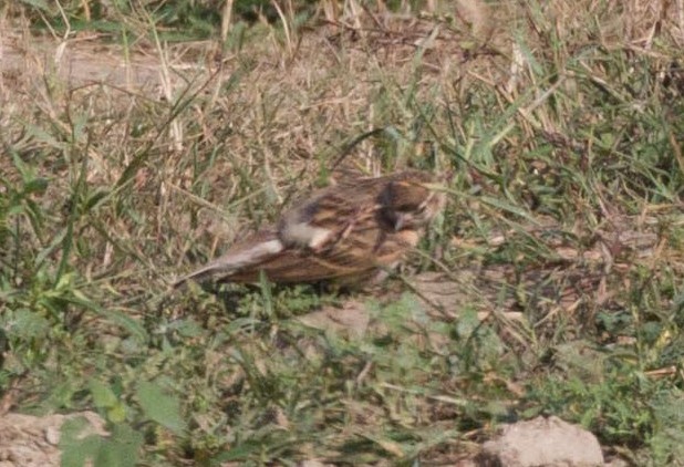 Mongolian Short-toed Lark - David Marques