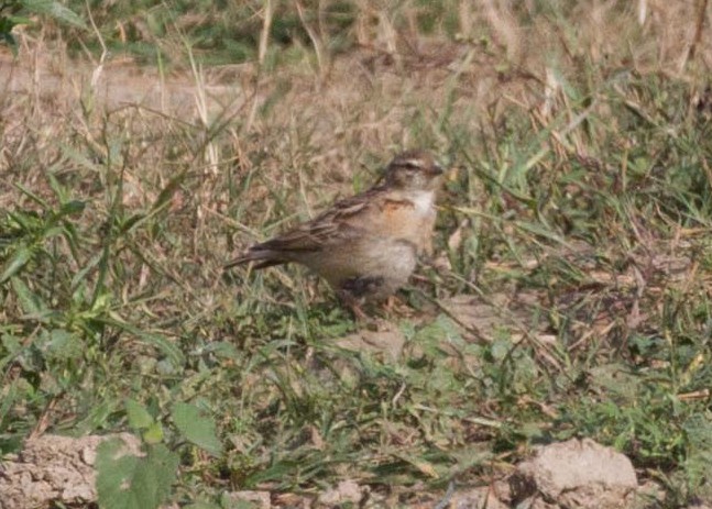 Mongolian Short-toed Lark - David Marques