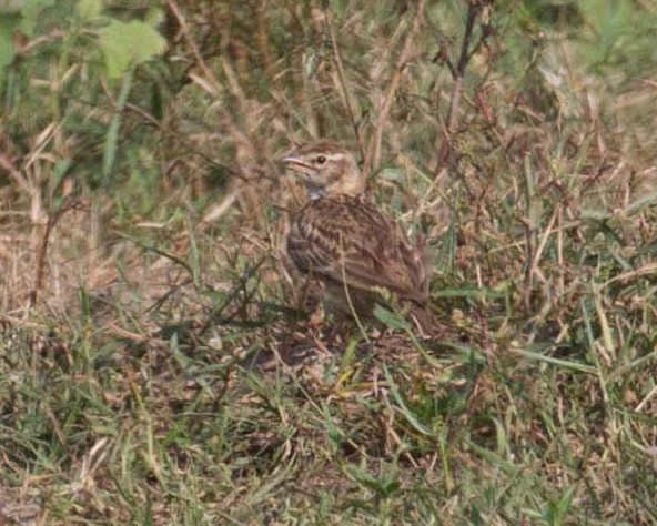 Mongolian Short-toed Lark - ML613449686