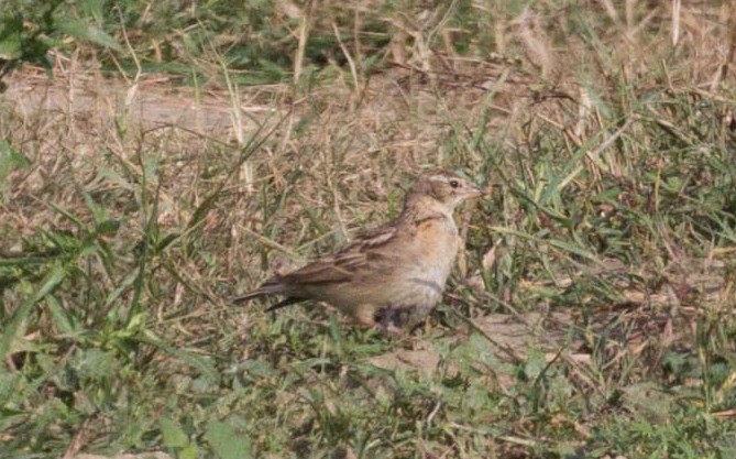 Mongolian Short-toed Lark - ML613449688