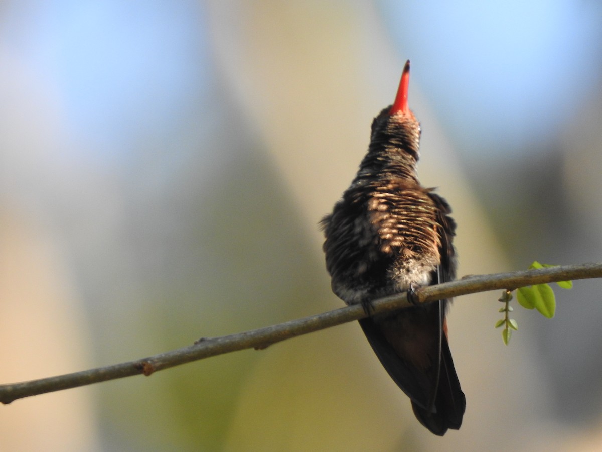 kolibřík yukatanský - ML613449693