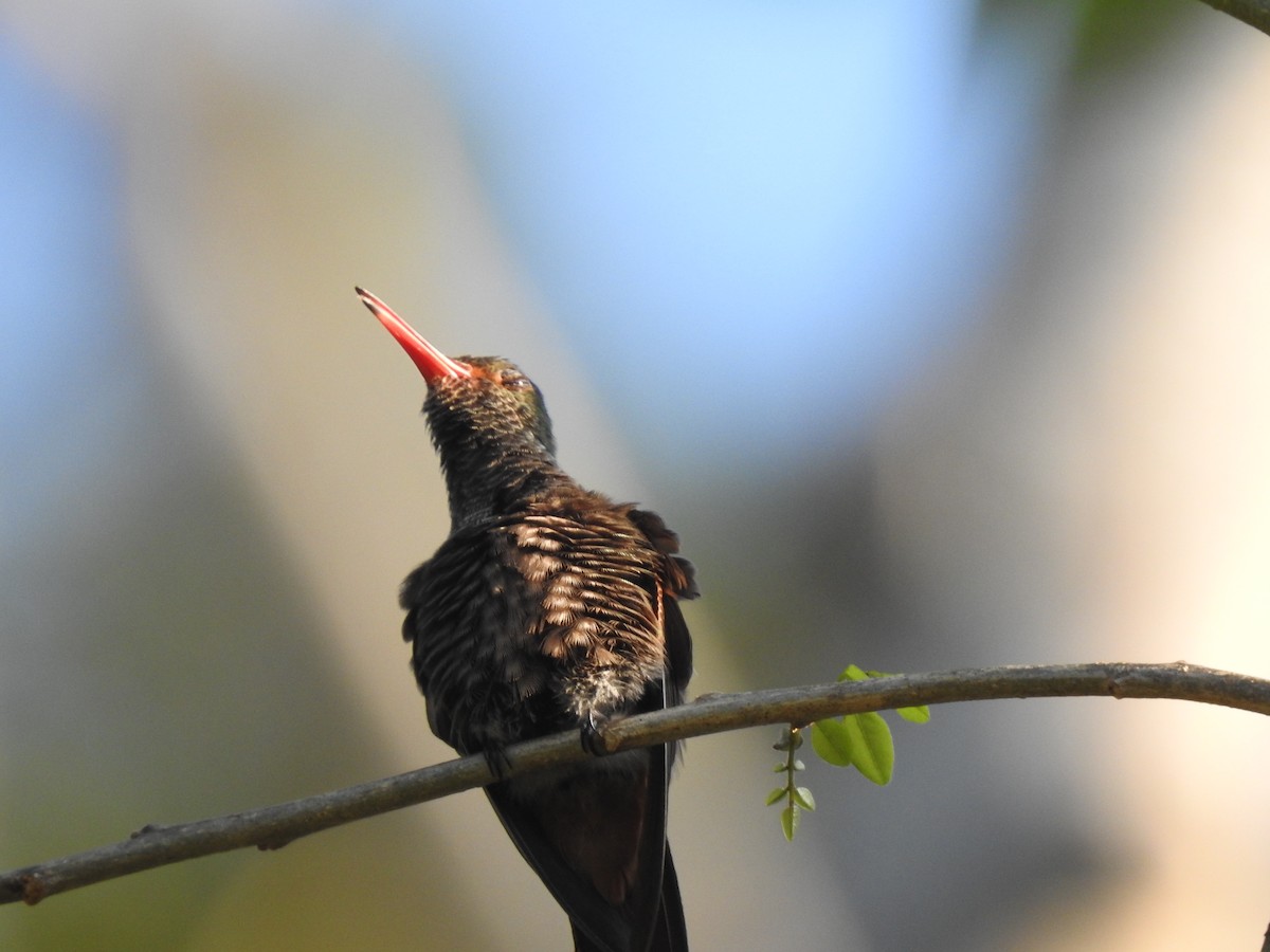 kolibřík yukatanský - ML613449696