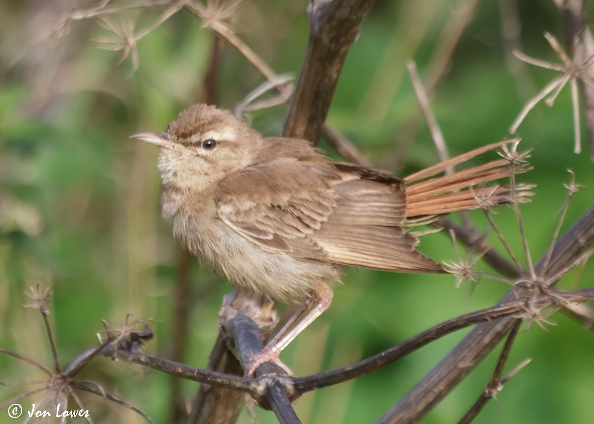 Rufous-tailed Scrub-Robin (Rufous-tailed) - Jon Lowes