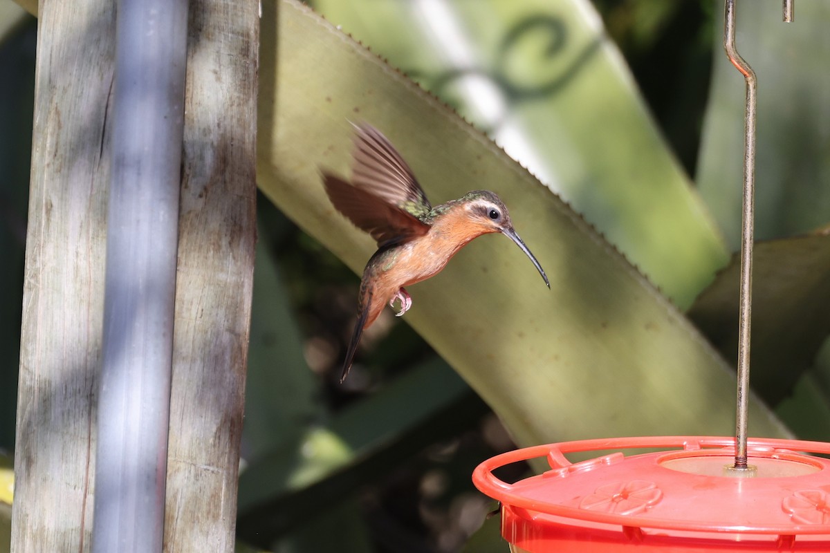 Hook-billed Hermit - ML613449738