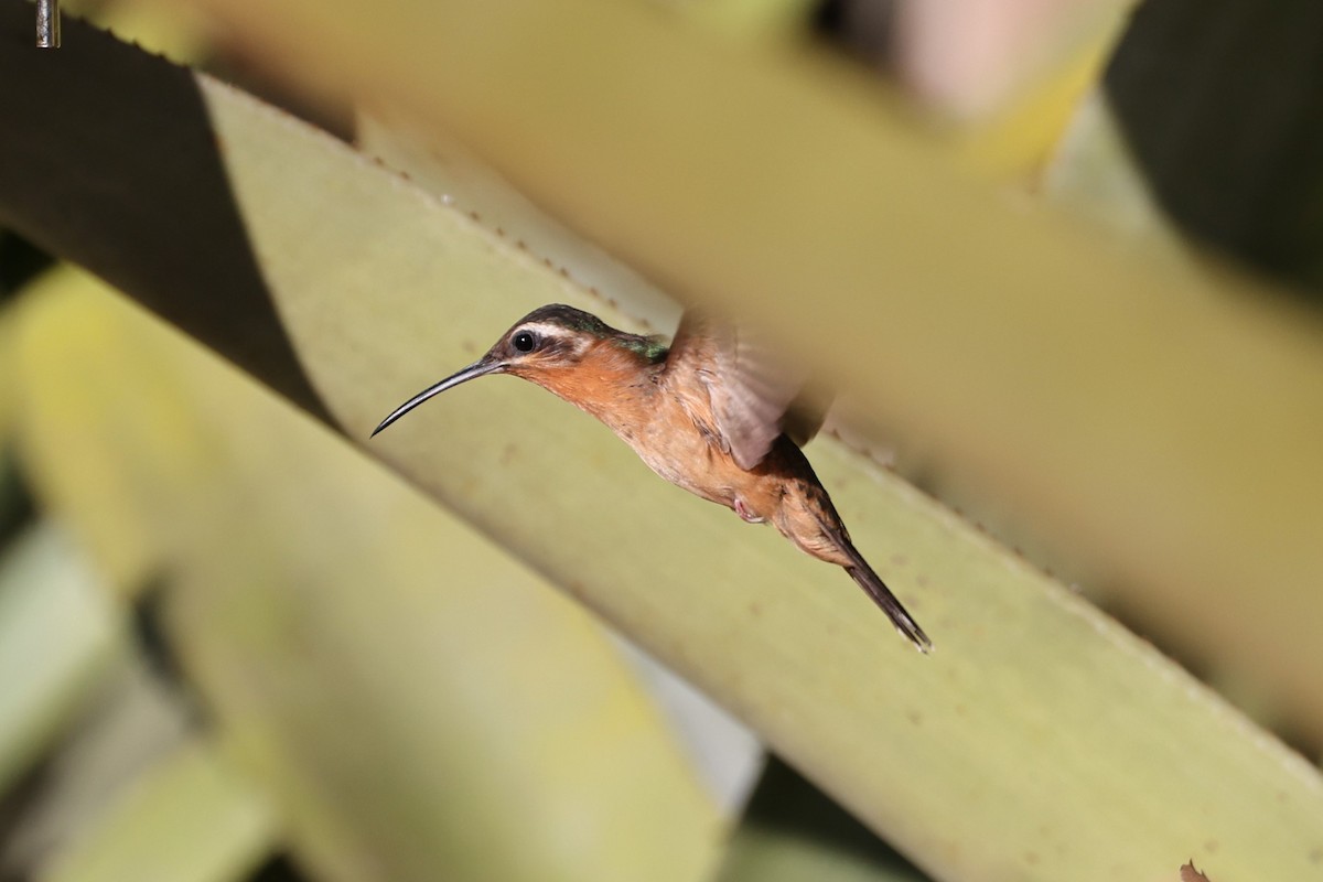 Hook-billed Hermit - ML613449744