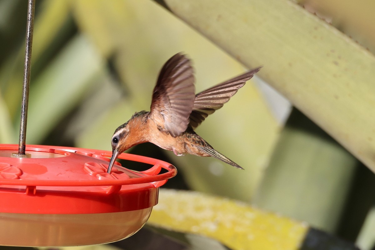 Hook-billed Hermit - ML613449745