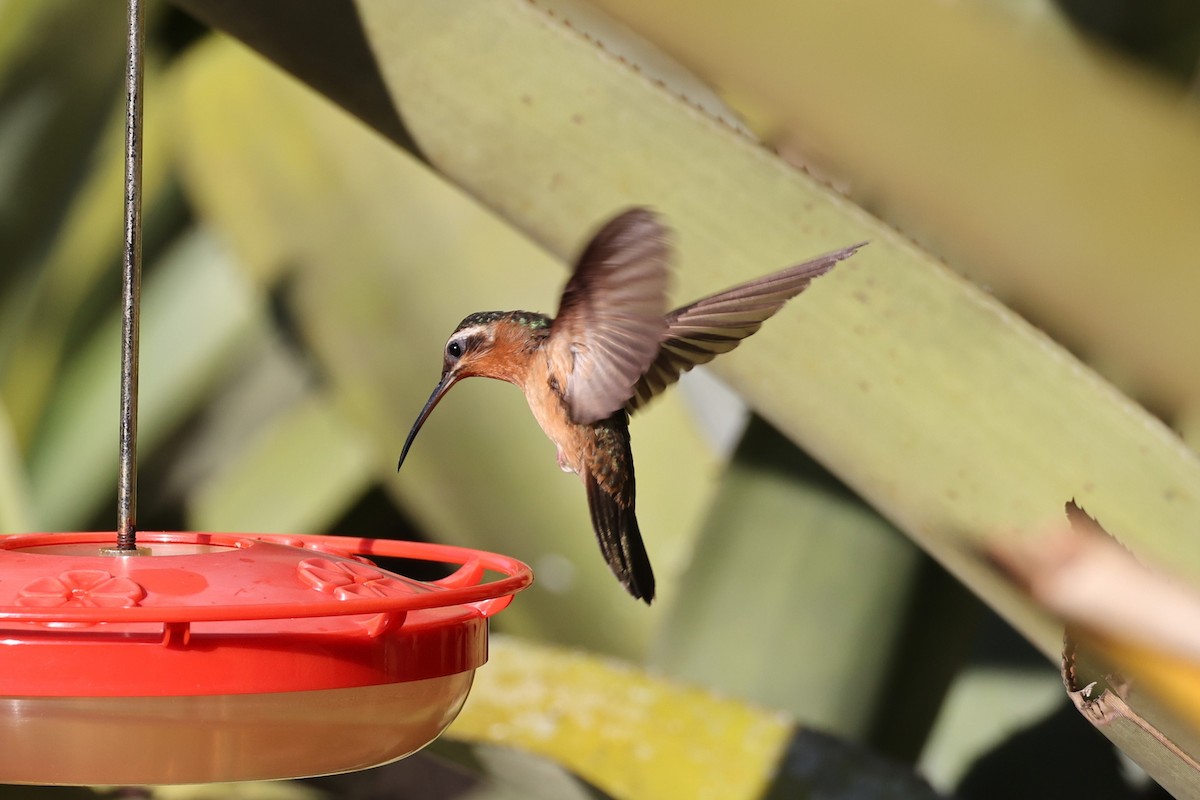 Hook-billed Hermit - ML613449748