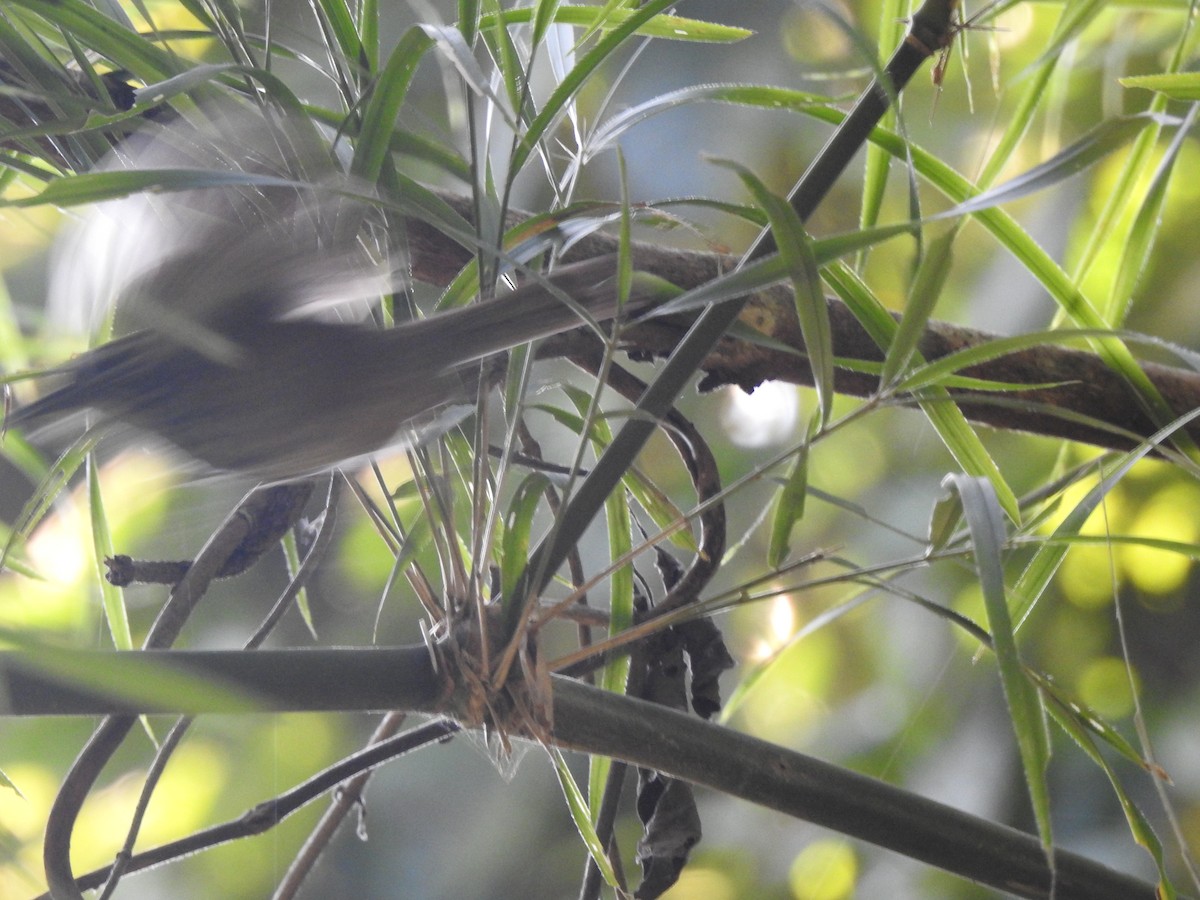 Spot-breasted Wren - ML613449773