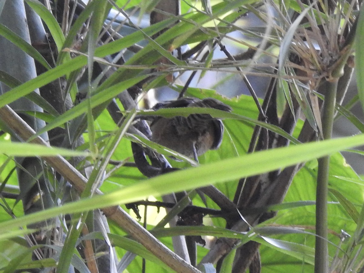 Spot-breasted Wren - ML613449774