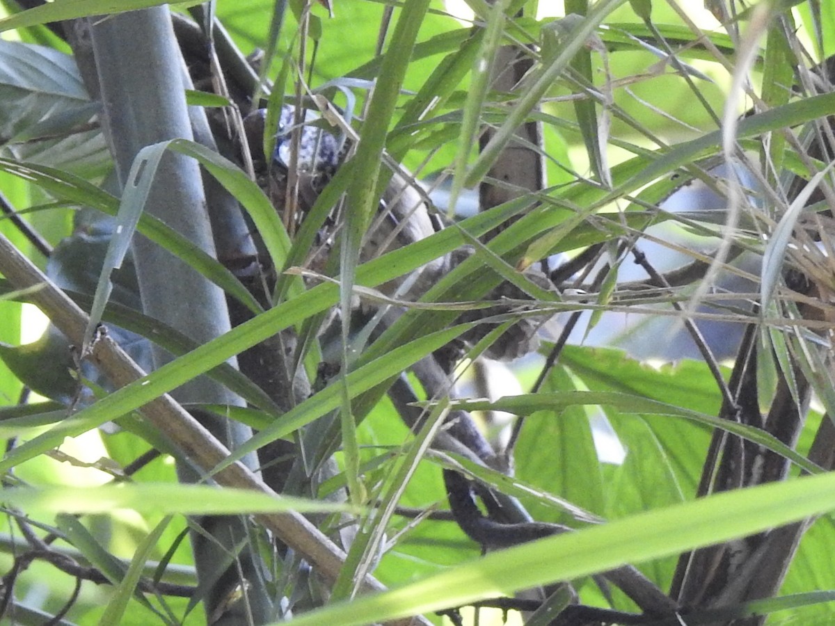 Spot-breasted Wren - ML613449776