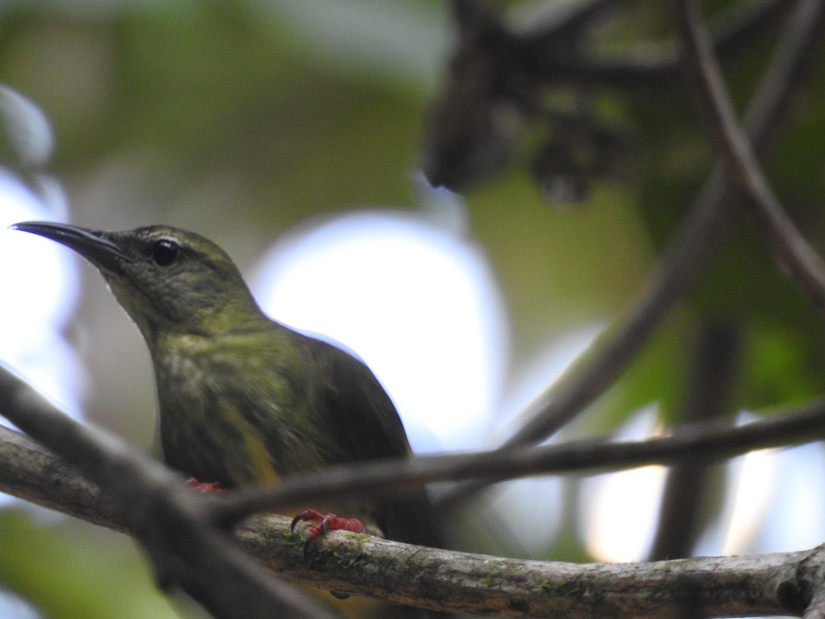 Red-legged Honeycreeper - ML613449781