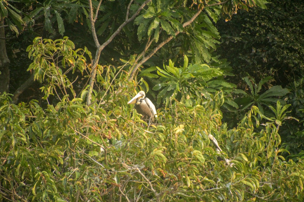 Brown Pelican - ML613449802