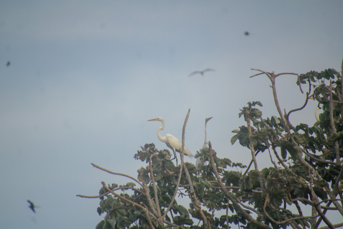 Great Egret - ML613449813