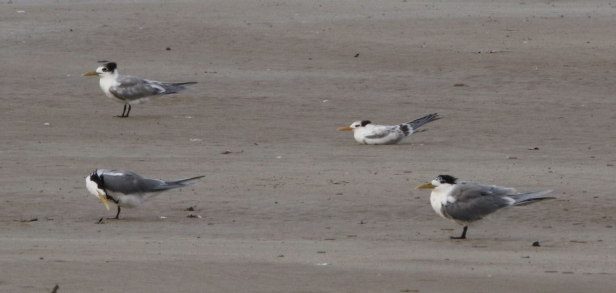 Lesser Crested Tern - Mel Mitchell