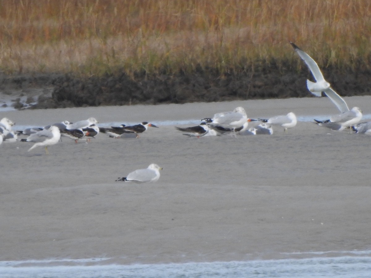 Black Skimmer - ML613449871