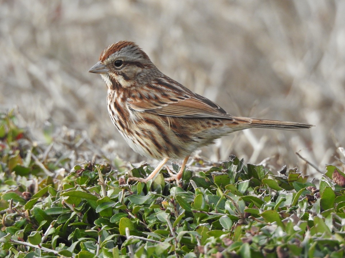 Song Sparrow - ML613449884