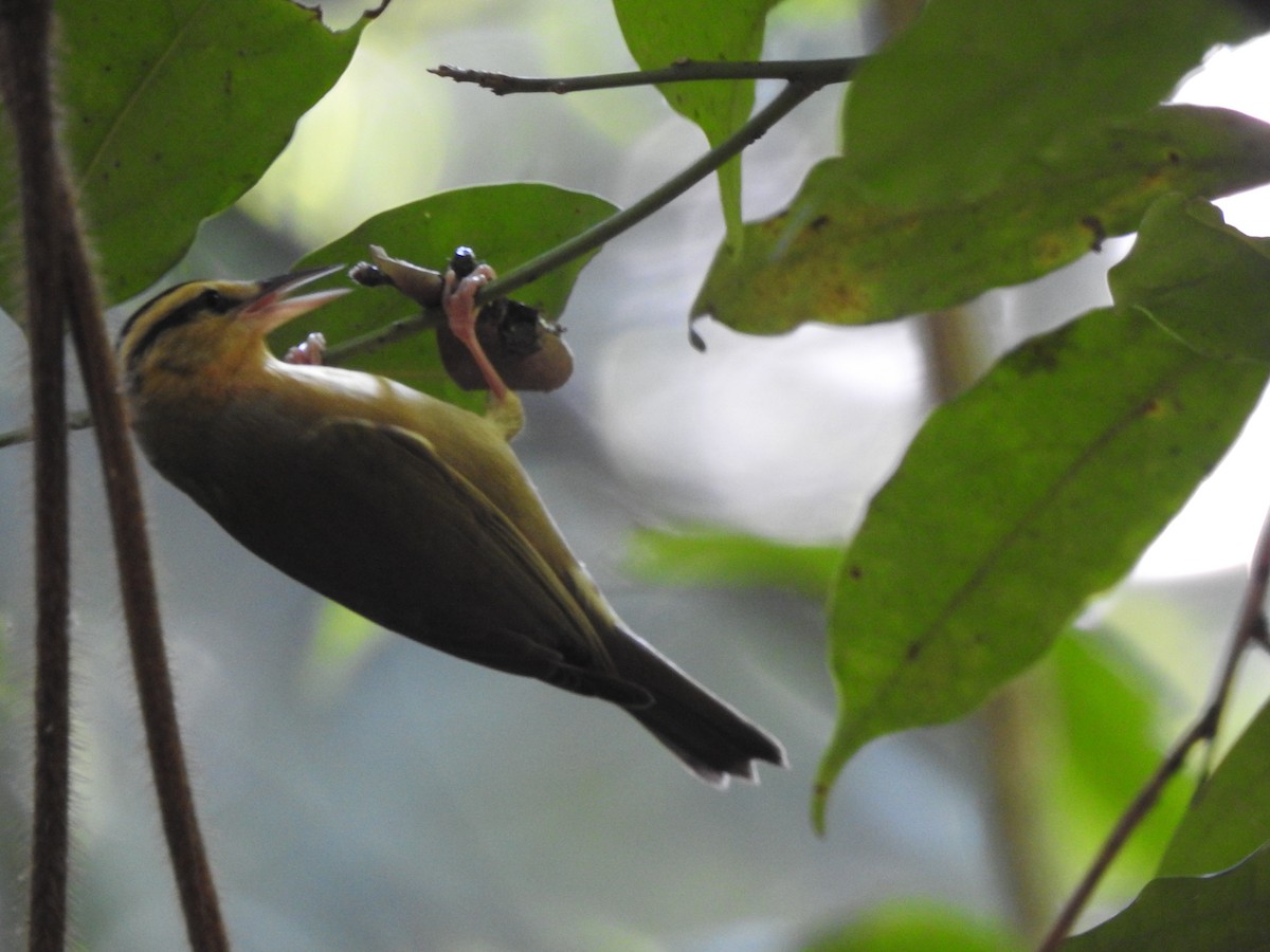 Worm-eating Warbler - ML613449934