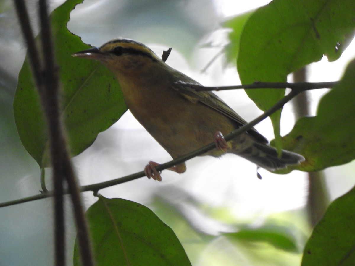 Worm-eating Warbler - ML613449937