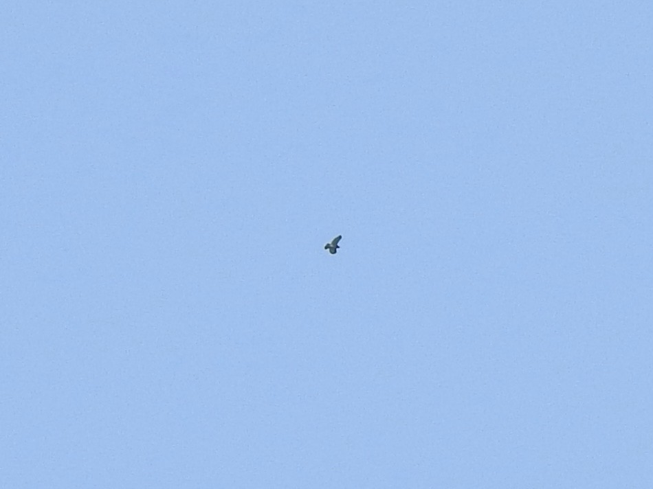 White-tailed Hawk - ML613449965