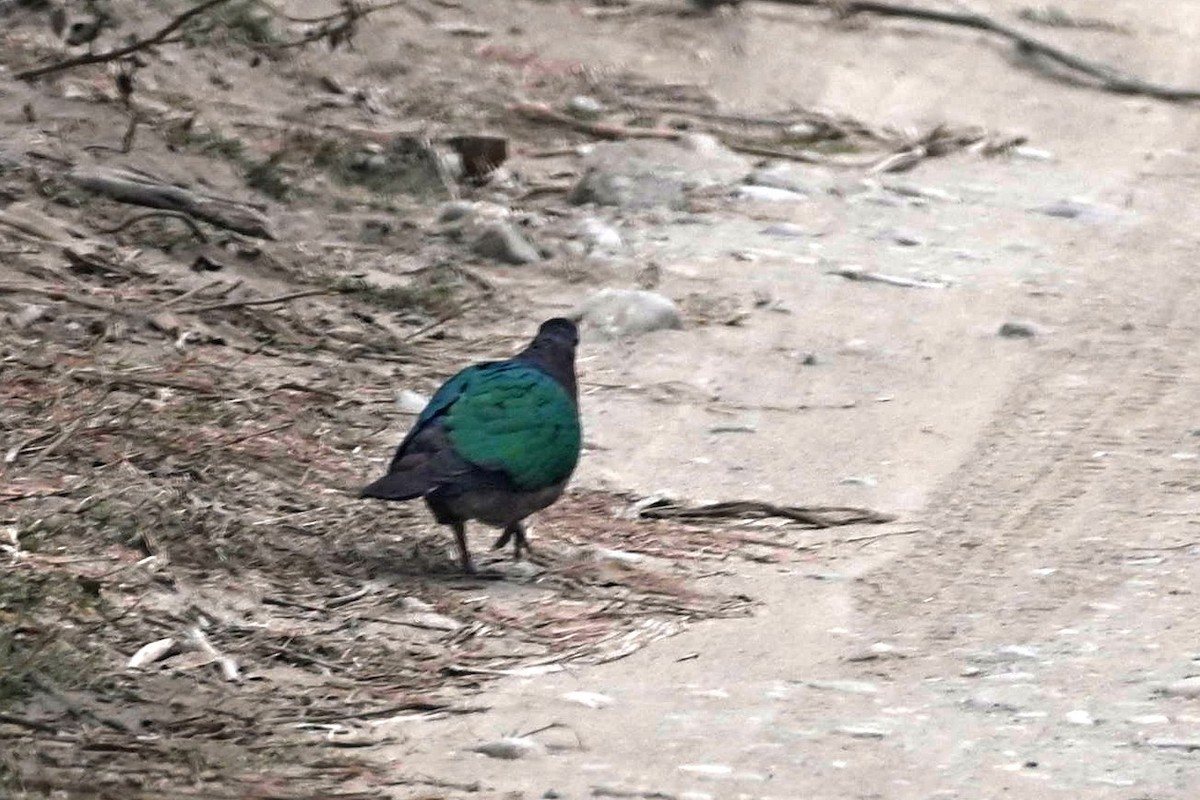 Asian Emerald Dove - ML613449969