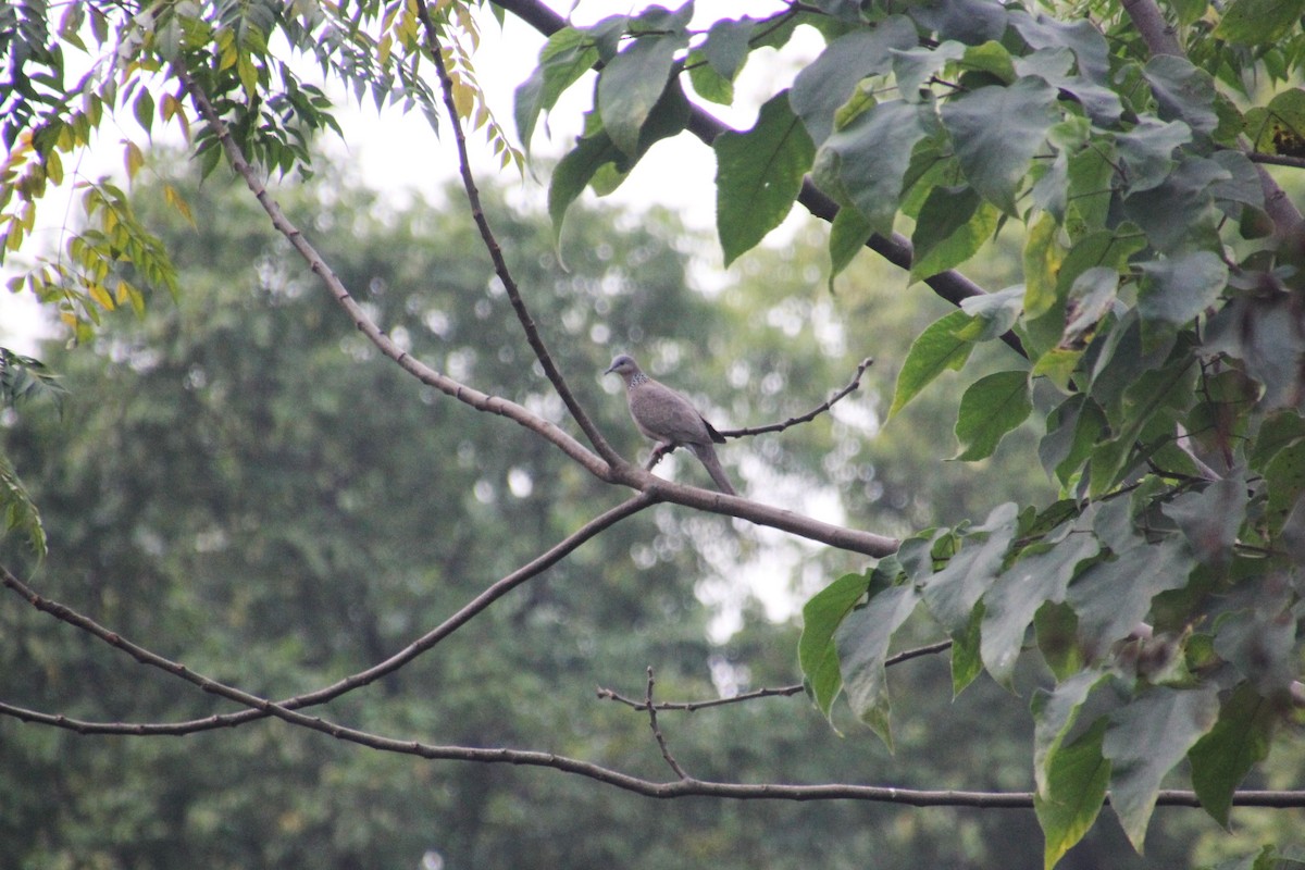 Spotted Dove - ML613449970