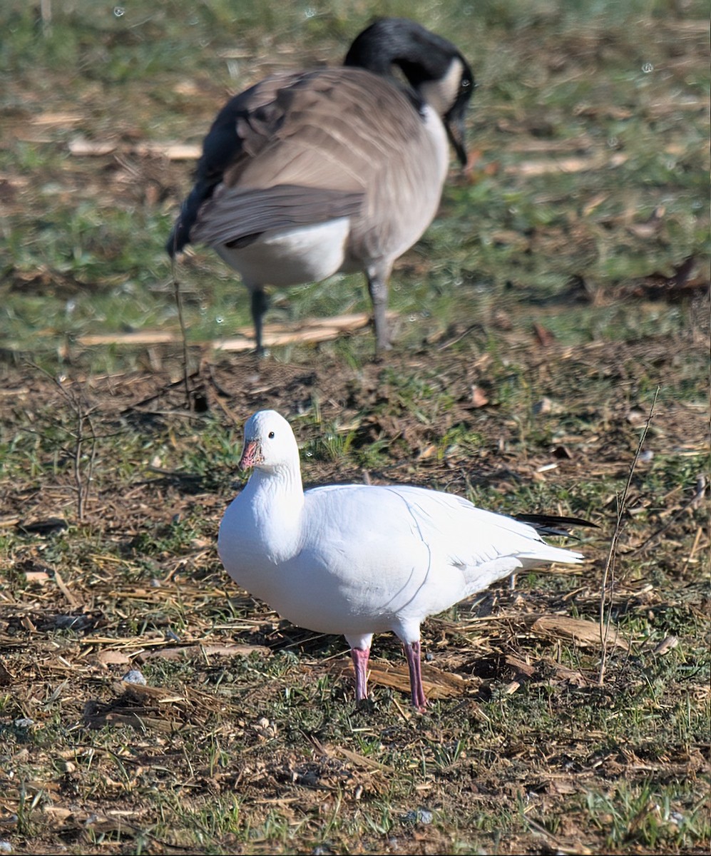 Ross's Goose - ML613449972
