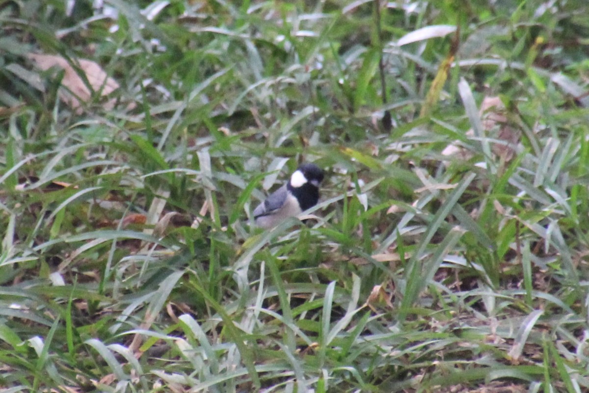 Japanese Tit - ML613449985