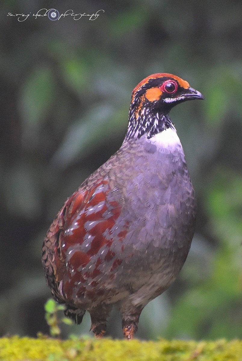 Hill Partridge - Suraj shah