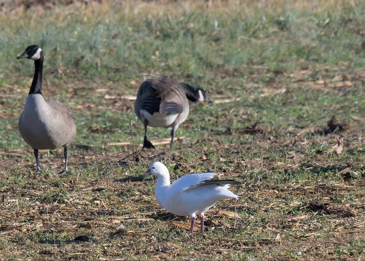 Ross's Goose - ML613450012
