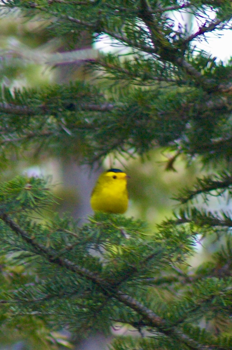 Wilson's Warbler - ML61345011