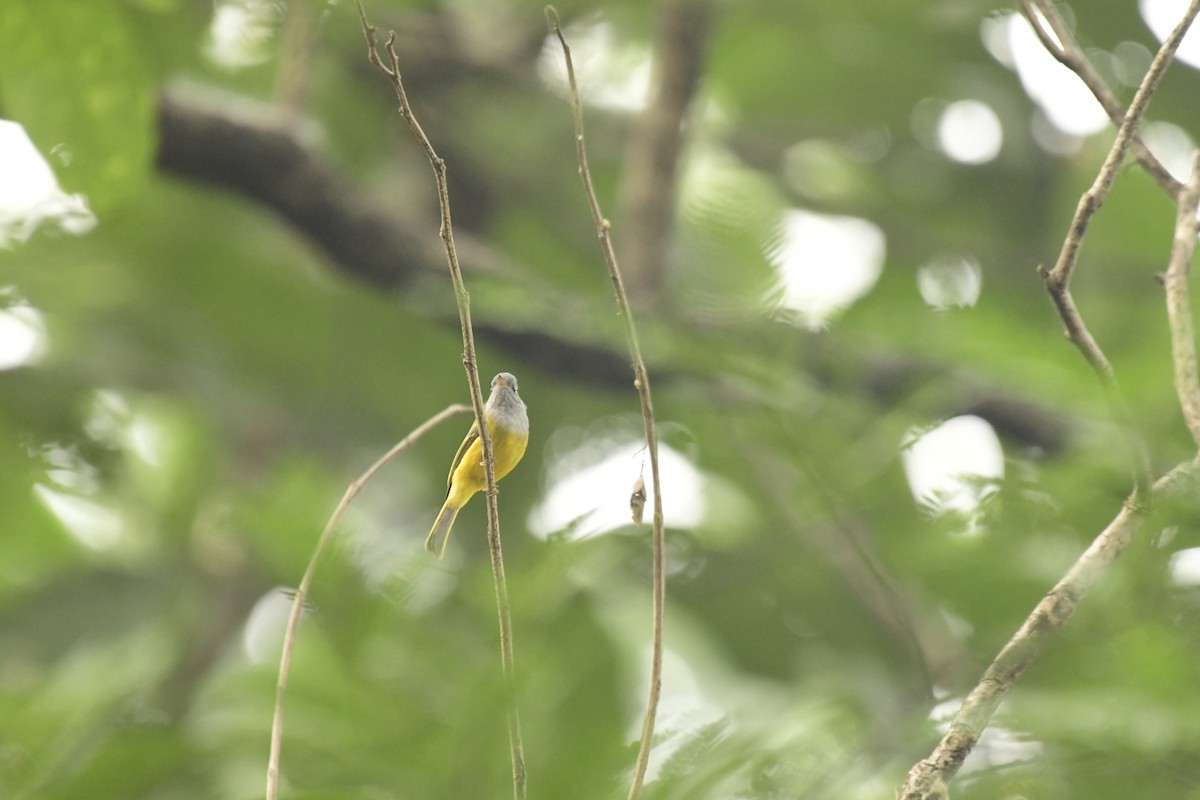 Gray-headed Canary-Flycatcher - ML613450116