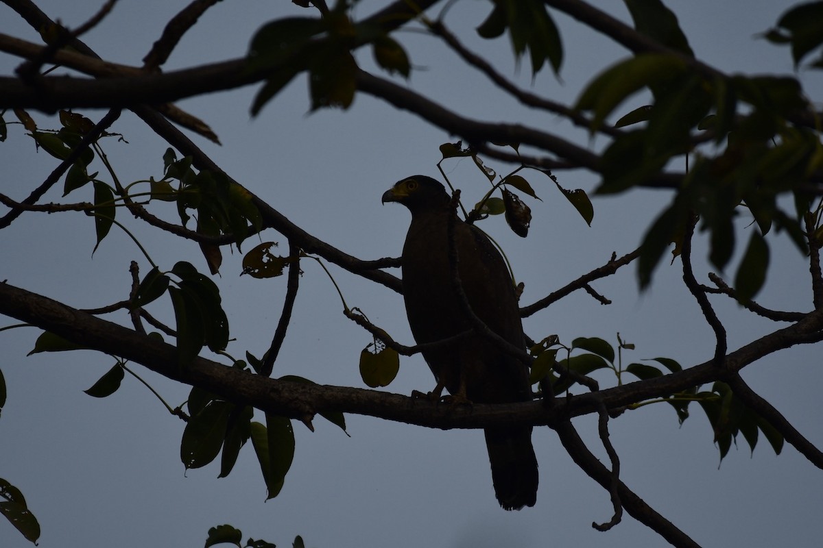 Crested Serpent-Eagle - ML613450162