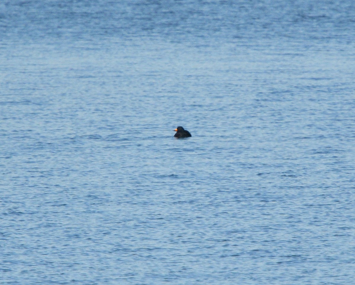 turpan žlutozobý - ML613450170