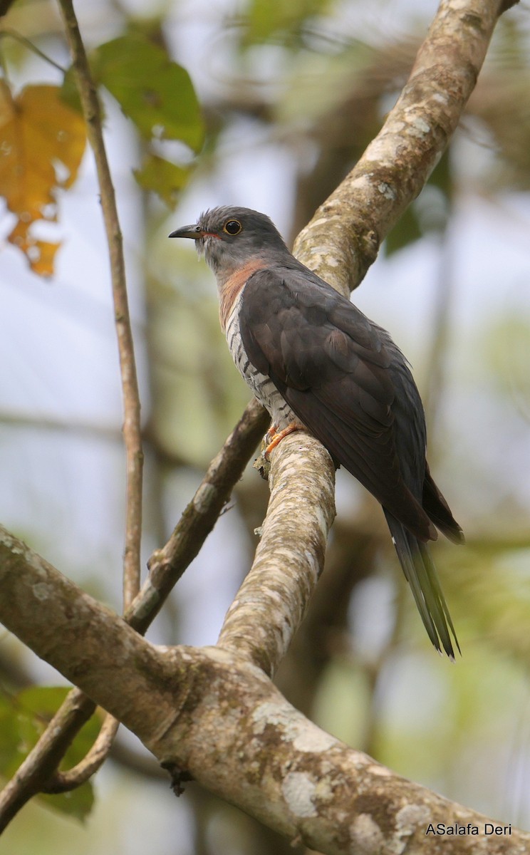 Red-chested Cuckoo - ML613450197