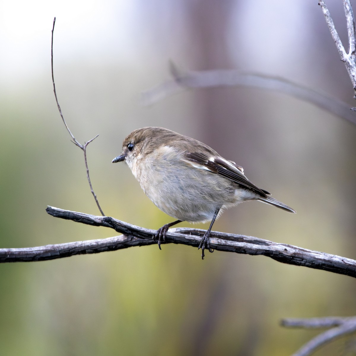 Dusky Robin - ML613450216