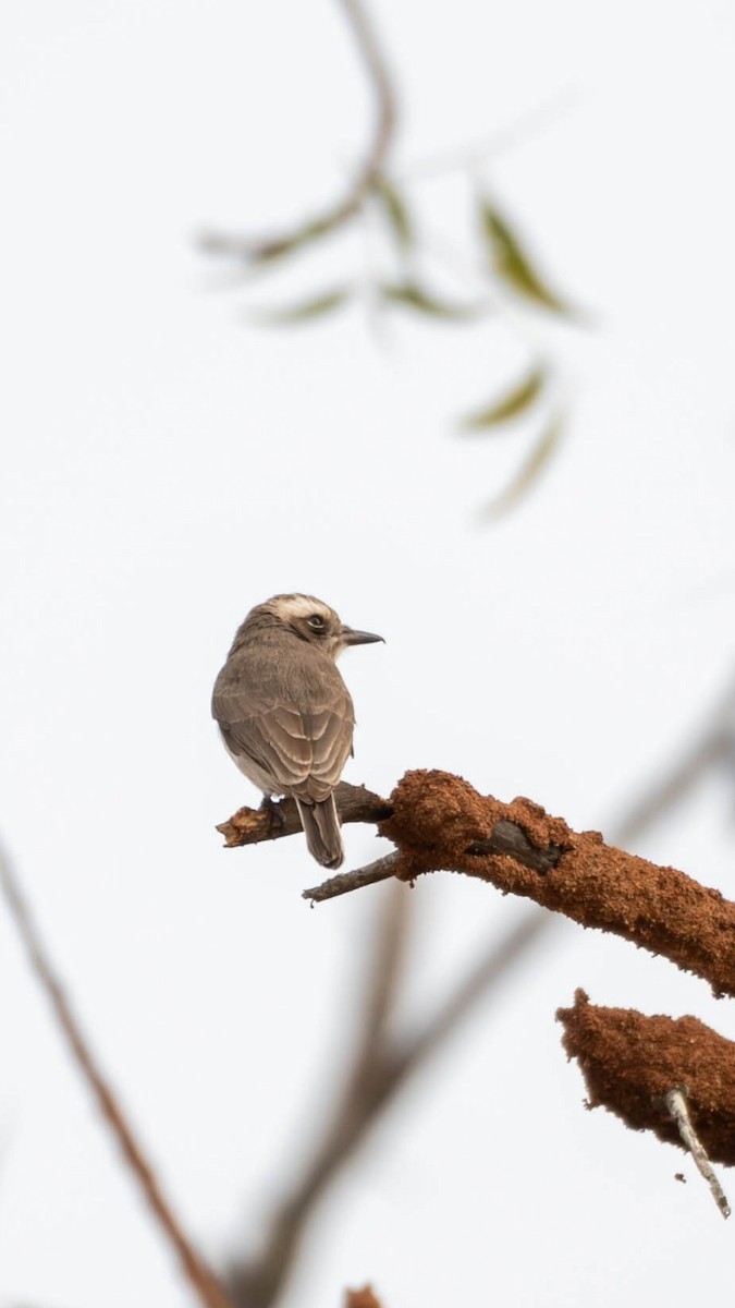 Common Woodshrike - ML613450268