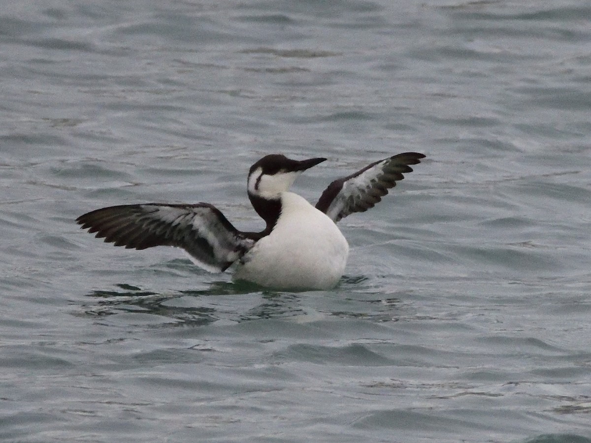 Common Murre - ML613450282