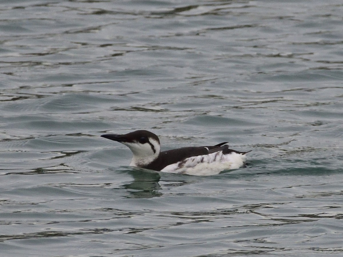 Common Murre - Carlos Carmona