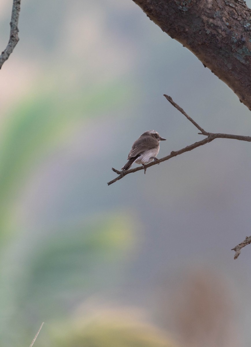 Common Woodshrike - ML613450295