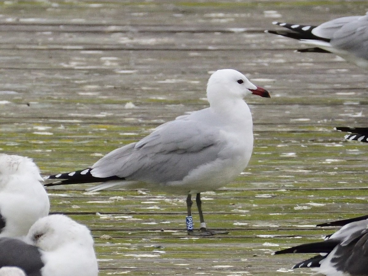 Audouin's Gull - ML613450296