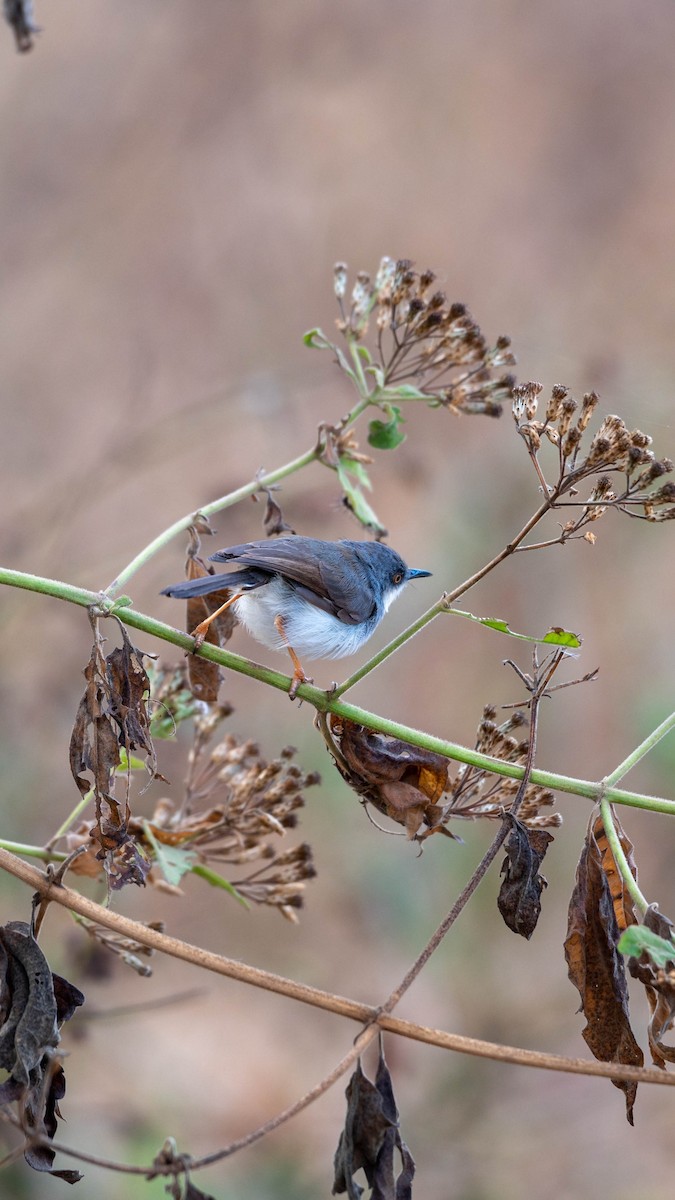 Gray-breasted Prinia - ML613450299