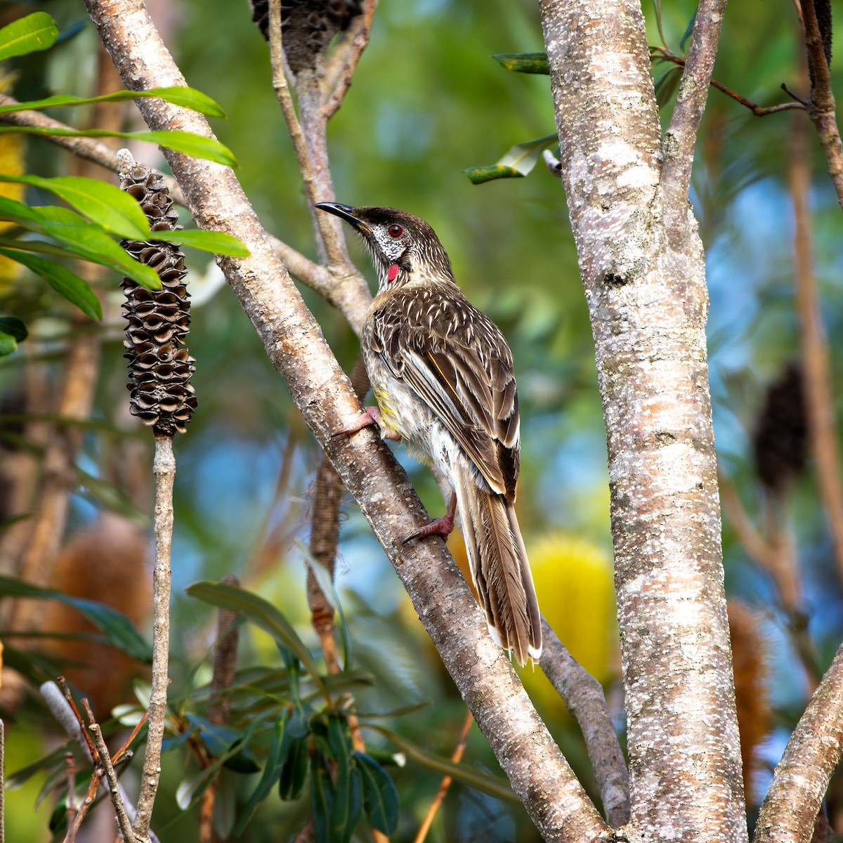 Red Wattlebird - ML613450300