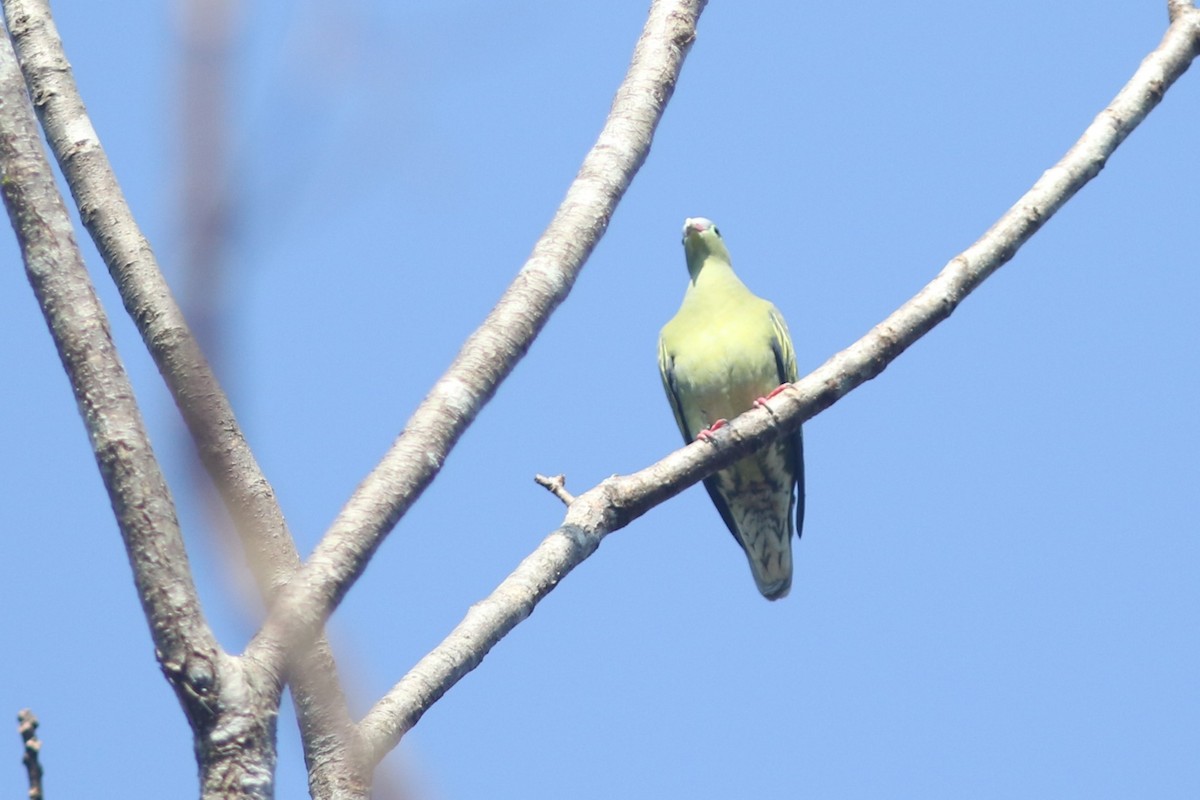 Thick-billed Green-Pigeon - ML613450308