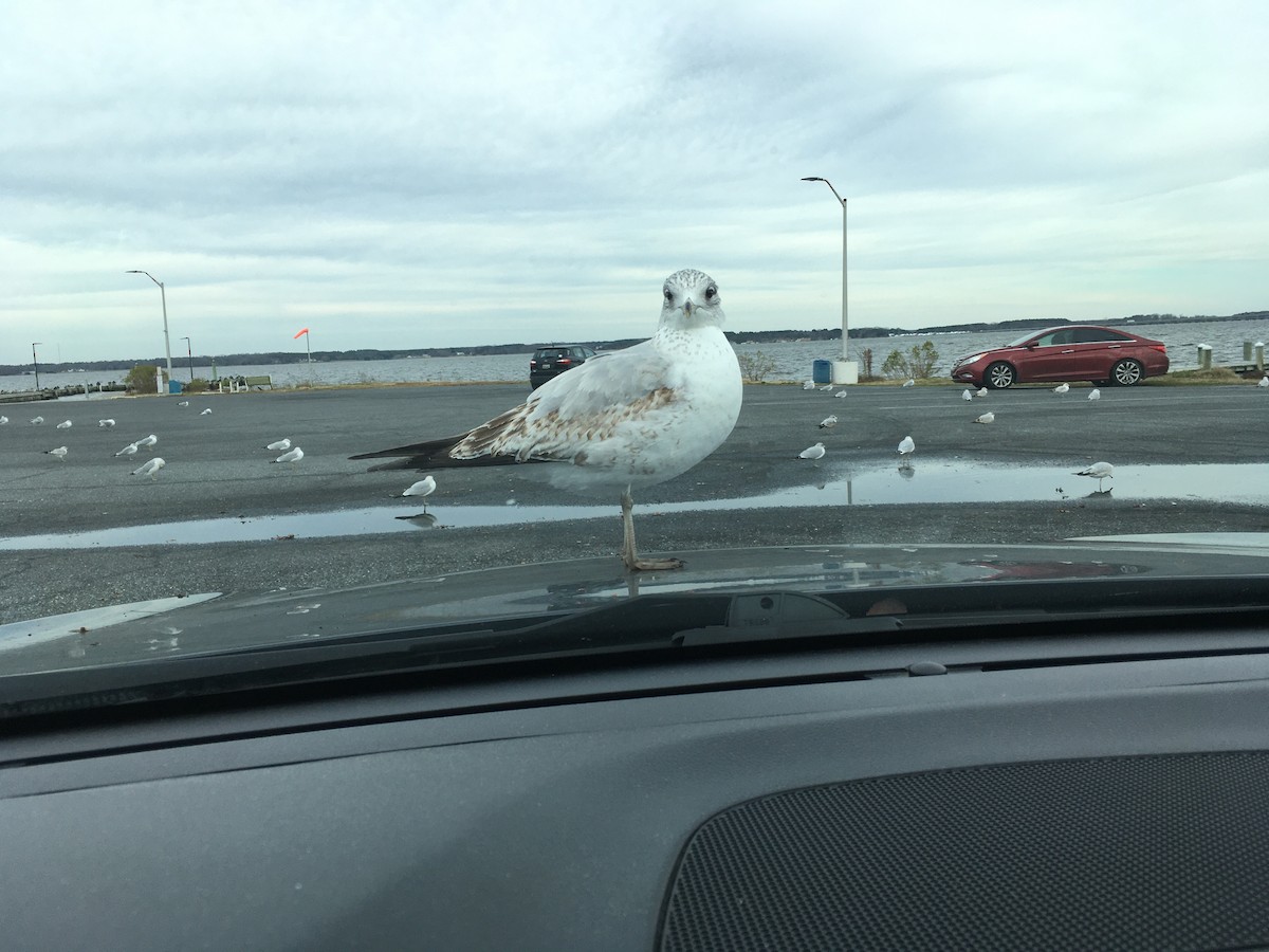 Ring-billed Gull - Elaine Hendricks