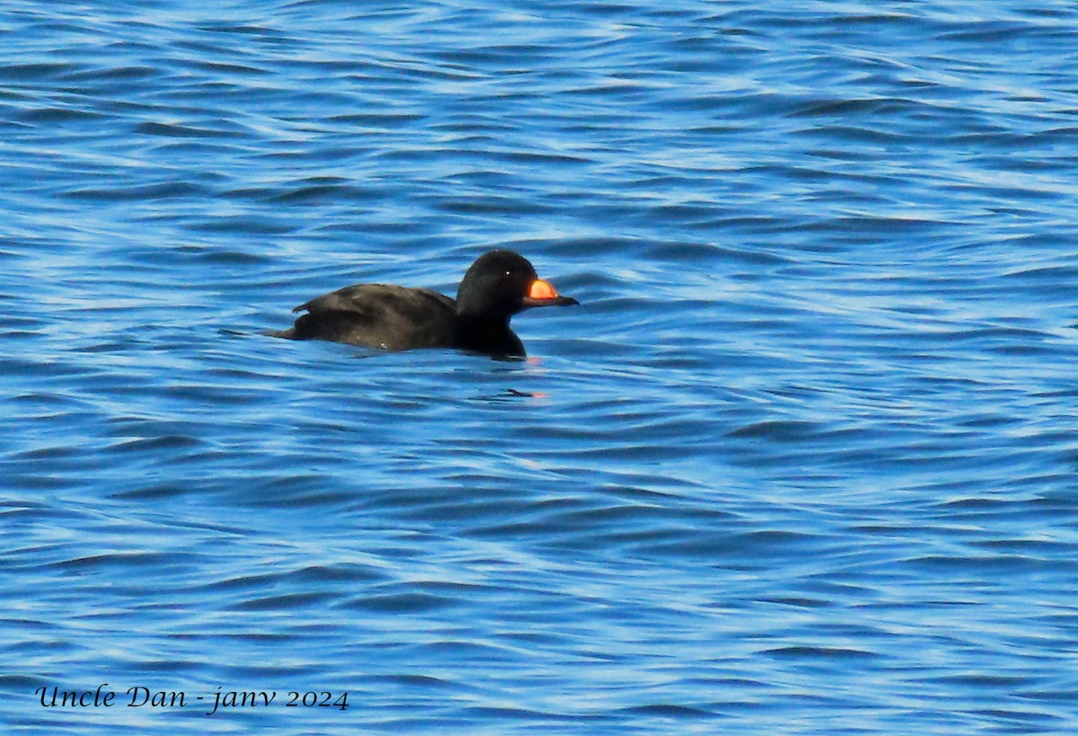 Black Scoter - ML613450333