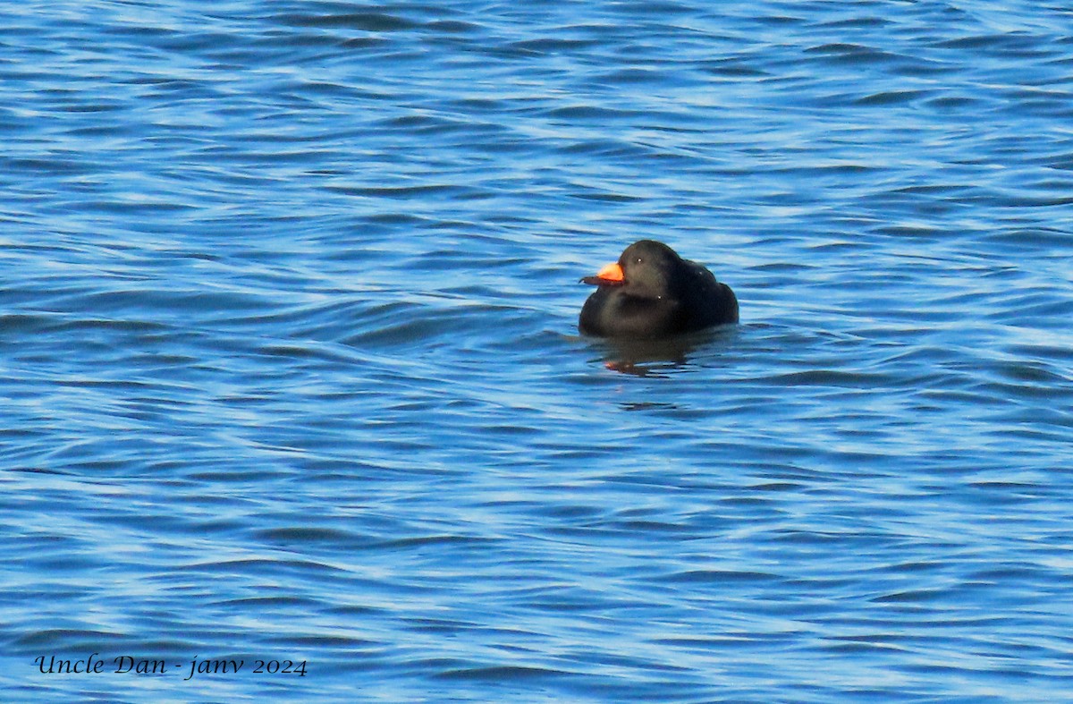 Black Scoter - ML613450334